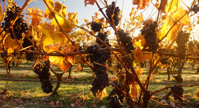 Brook Eden Pinot Vines